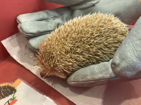 京都に飽きたらハリネズミカフェ 分で楽しむトムズミスターヘッジー あい言葉は Lalala 京都に飽きたらハリネズミカフェ 分で楽しむトムズミスターヘッジー あい言葉は Lalala